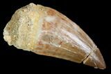 Mosasaur (Prognathodon) Tooth - Morocco #101019-1